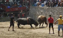 Aydın'da boğalar SMA’lı Linda bebek için güreşti