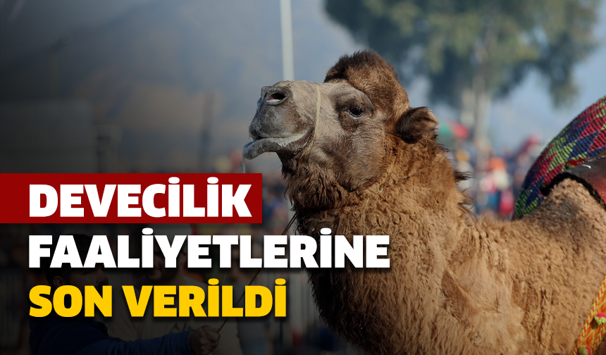 O İlimizde devecilik faaliyetlerine son verildi