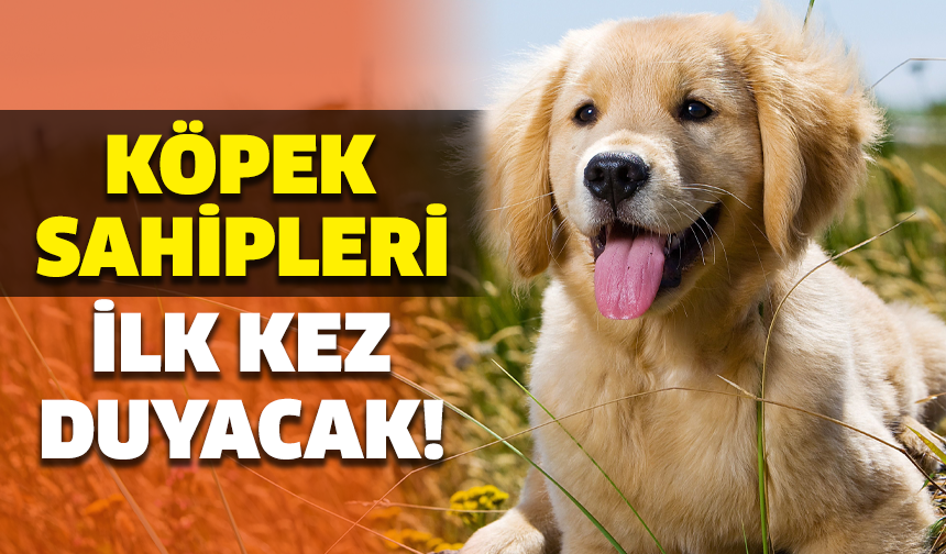 Köpek sahipleri ilk kez duyacak! İşte bilmeniz gereken 7 önemli bilgi